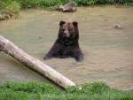 European brown bear