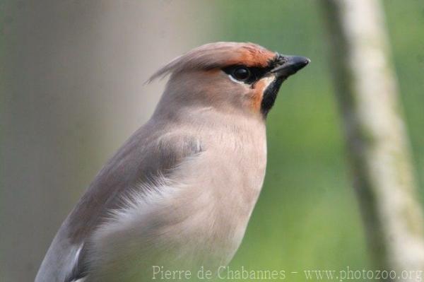 Bohemian waxwing