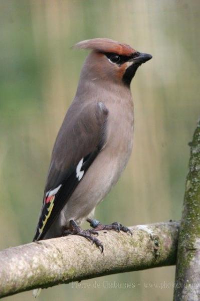 Bohemian waxwing