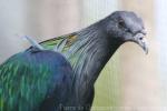 Nicobar pigeon