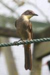 Yellow-throated greenbul