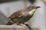 Yellow-throated greenbul