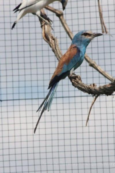 Abyssinian roller