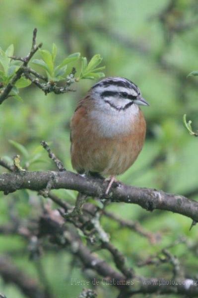 Rock bunting