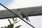 Yellow-billed grosbeak