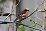 Yellow-crowned gonolek