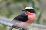 Yellow-crowned gonolek