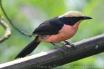 Yellow-crowned gonolek