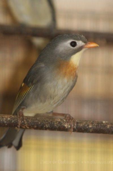 Red-billed leiothrix