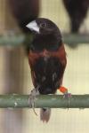 Black-headed munia