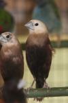 White-headed munia