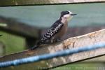 White-fronted woodpecker