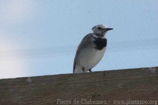 White wagtail