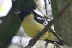 Spot-winged grosbeak