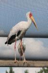Yellow-billed stork
