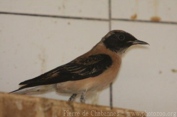 Desert wheatear