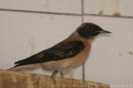 Desert wheatear