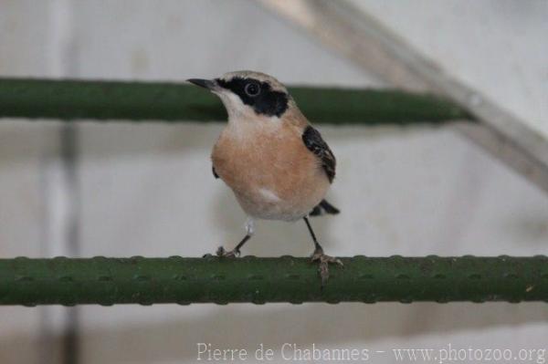 Black-eared wheatear