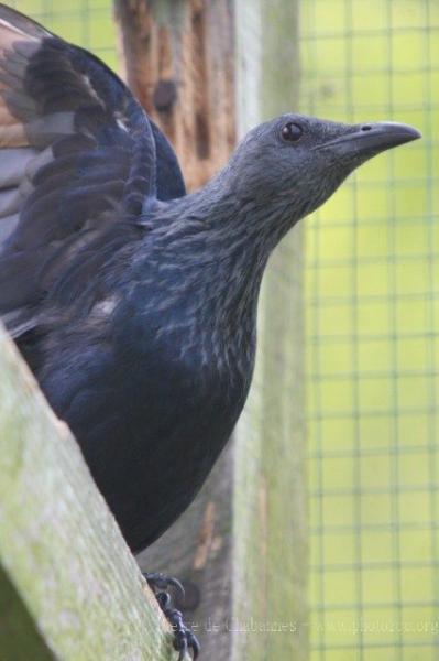 Red-winged starling