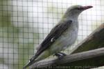 Eurasian golden oriole