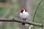 Yellow-billed cardinal