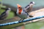 Red-crowned cardinal