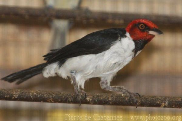 Red-capped cardinal