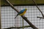 Orange-breasted bunting