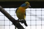 Orange-breasted bunting