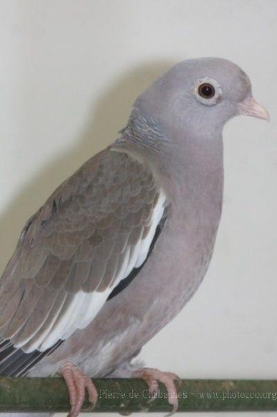 Bare-eyed pigeon