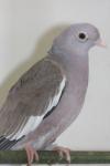 Bare-eyed pigeon