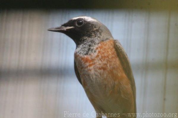 Common redstart