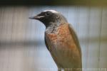 Common redstart