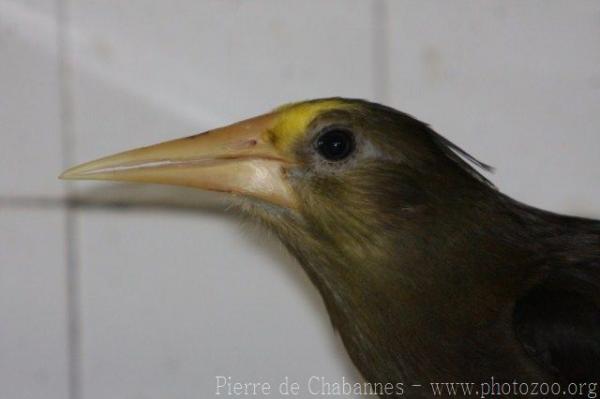 Olive-bellied oropendola