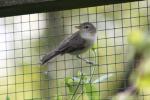 Common whitethroat