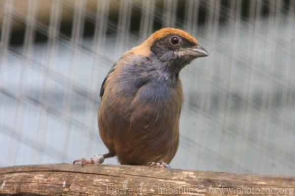 Burnished-buff tanager