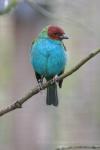 Bay-headed tanager