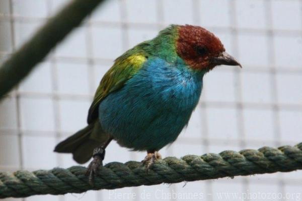 Bay-headed tanager