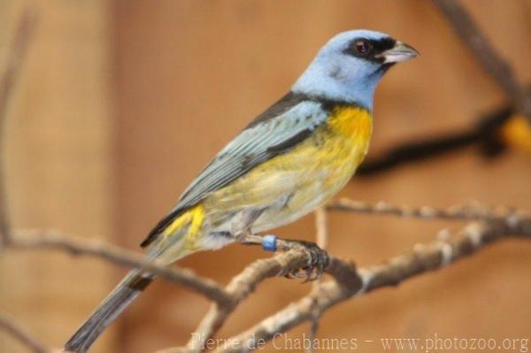 Blue-and-yellow tanager