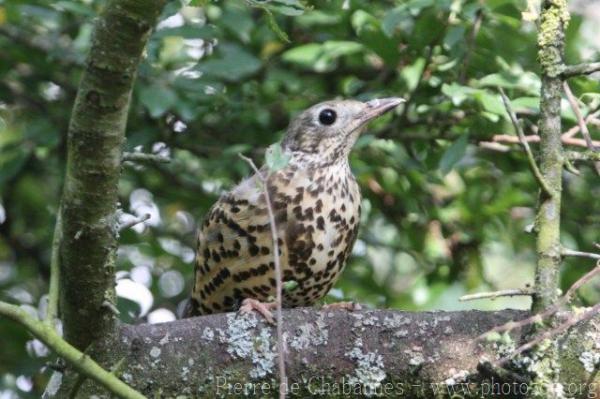 Mistle thrush