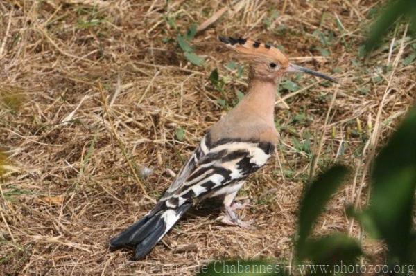 Common hoopoe