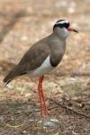 Crowned lapwing