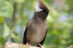 White-collared yuhina