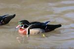 American wood duck