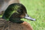 Chestnut teal