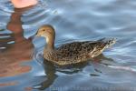 Speckled teal