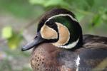 Baikal teal