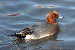 Eurasian wigeon