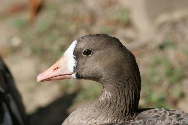 Greater white-fronted goose