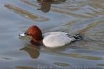 Common pochard